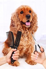 dog-hair-salon.jpg